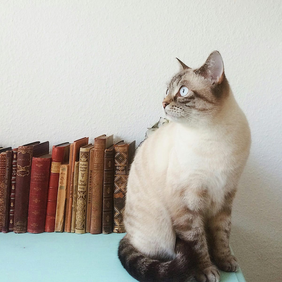 Nguyễn Minh Tuyết avatar